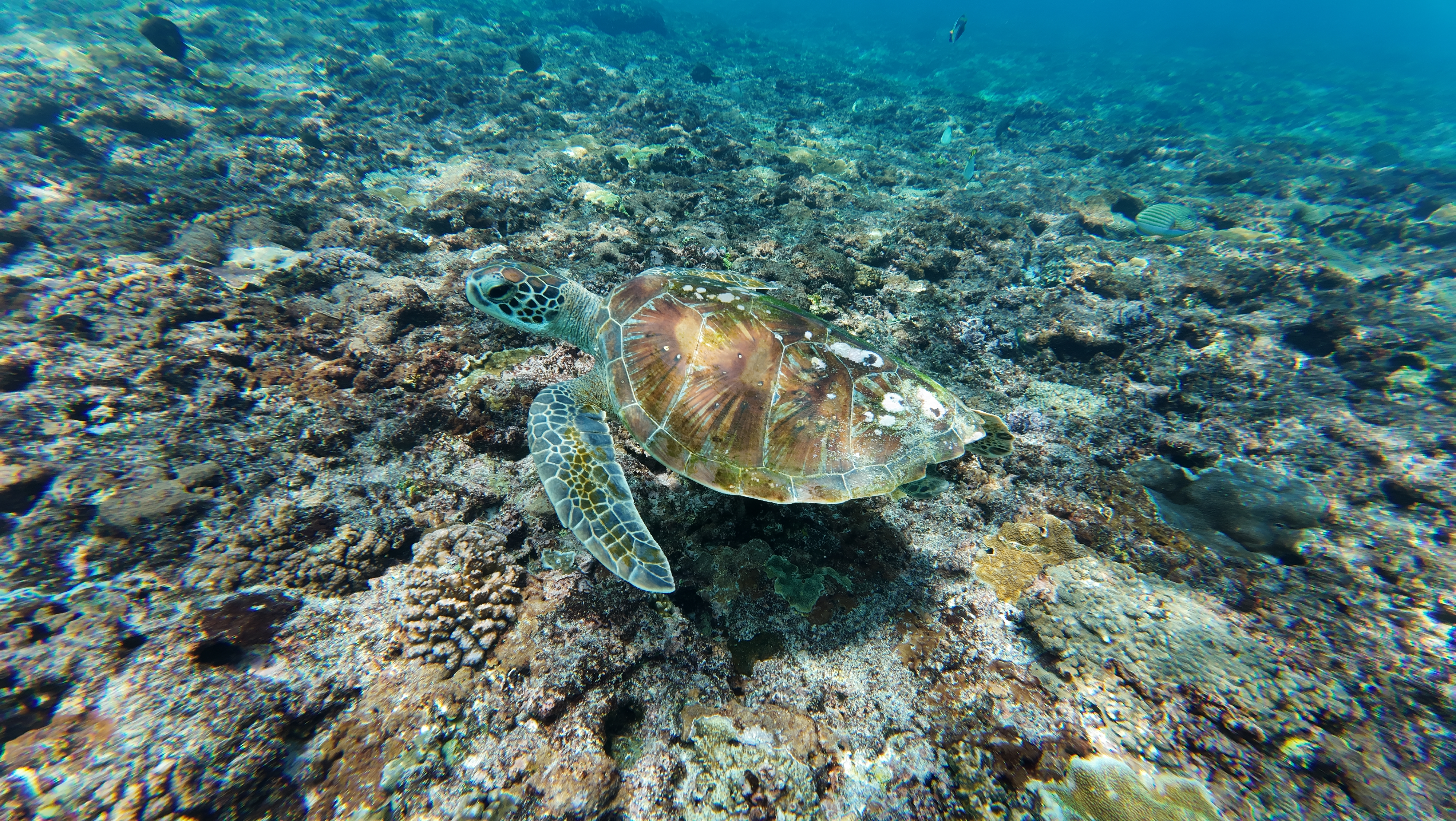 Green sea turtle resting on coral reef off Nusa Penida
