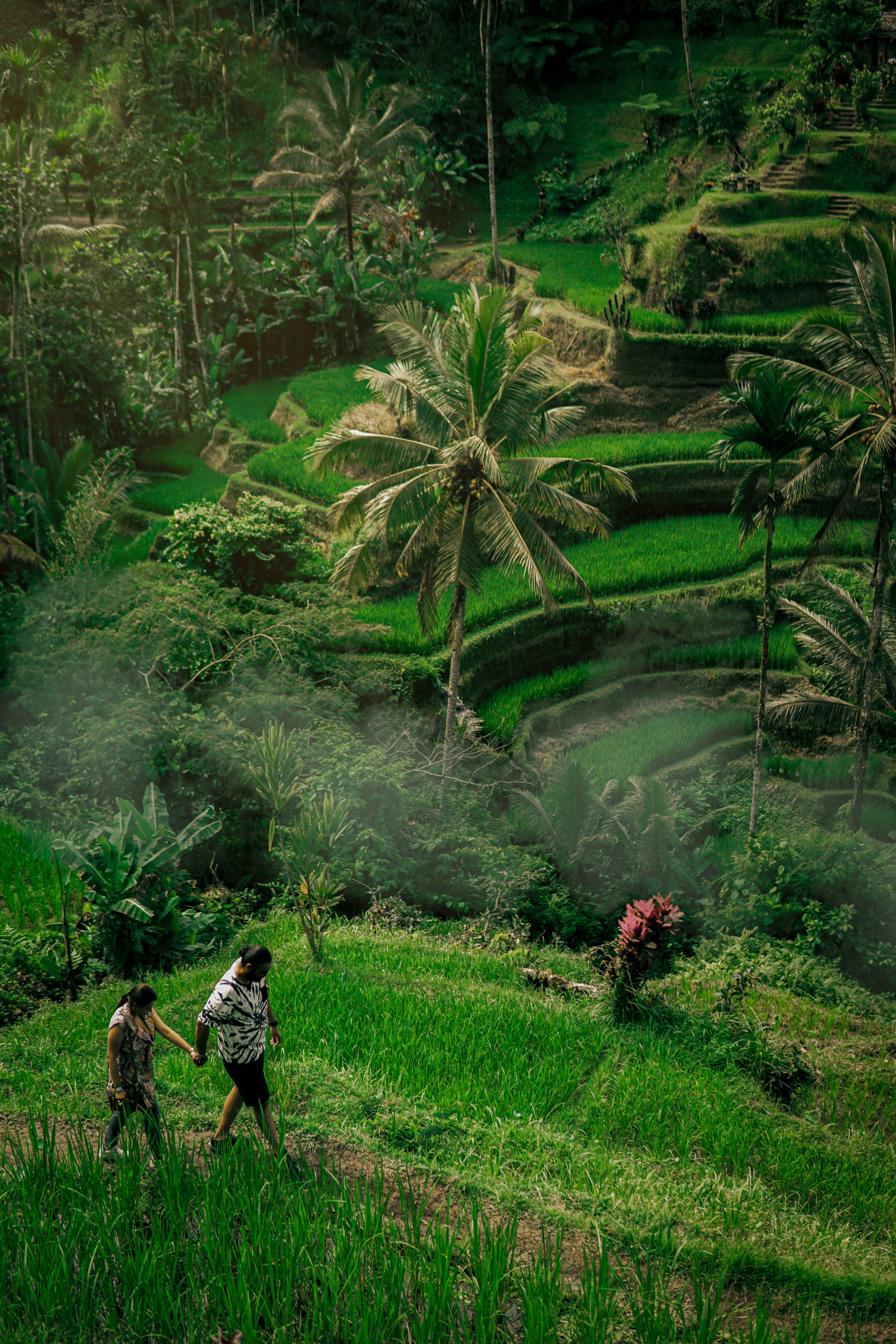 Panoramic lookout over Tegalalang Rice Terraces